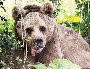 Bears tortured to dance rescued, taken under protection in Turkey’s Bursa