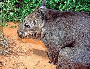 Rare birth of endangered hairy-nosed wombat in Australia