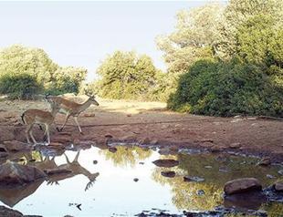 Red deer spotted in Kuşadası
