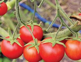 Russia could discuss Turkish proposal to ease tomato ban: Minister