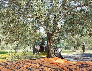Board established to oversee Turkey’s olive groves amid opposition criticism