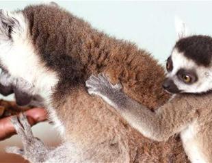 Gaziantep Zoo welcomes new babies