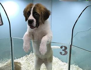 Animals kept in poor conditions in pet shops in Turkey amid debate on new pet shop law