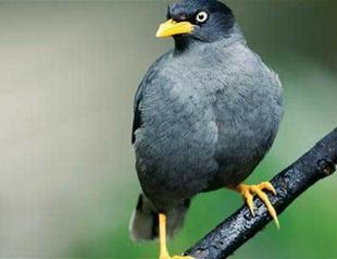 Smuggled animals seized in raid in Istanbul