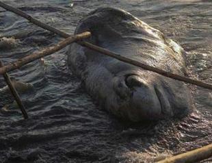 12 meter-long white whale washes ashore in Hatay