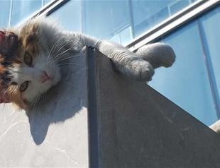 DNA shows early spread of cats in human world