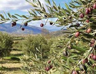 Mayor claims withdrawal of olive grove draft ‘to block $25 bln port investment in Aegean district’