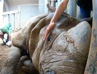Skin care for Samir the rhino in Kocaeli