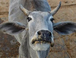 India’s top court suspends ban on trade in cattle for slaughter