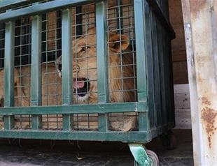 Animals of Aleppo Zoo in war-torn Syria sent to Turkey for protection