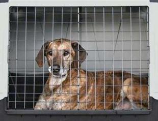 Pets no longer to be caged on Istanbul ferries