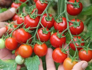 Russia, Turkey to discuss ‘tomato issue’ in August