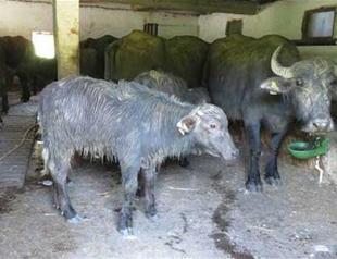 Unidentified suspects shoot 7 water buffalos dead, steal bodies in Istanbul