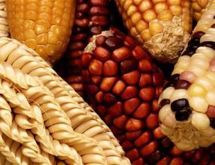 Turkish biosecurity council allows use of genetically modified soybeans, corn as animal food