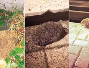 Istanbul’s hedgehog population booming as a result of construction projects: Experts