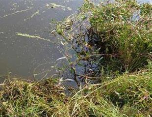 Authorities warn locals not to consume dead fish washed ashore in Turkish river