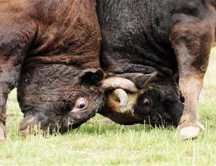 Bullfighting to be held for first time nationally in Turkey