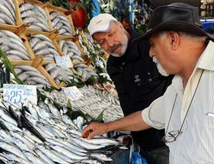 Schools of mackerel back in Marmara Sea