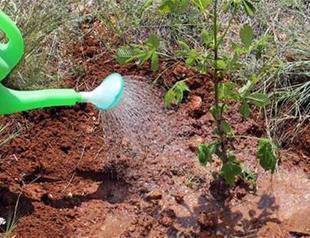 Student who insulted teacher ordered to plant 200 saplings as punishment in northwestern Turkey