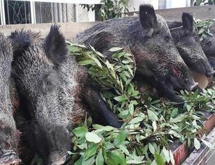 Hunters bring along pigs they killed to Erdek liberation ceremony