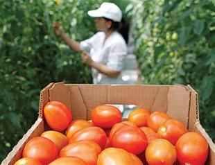 Russian ban on Turkish tomatoes bears domestic fruit