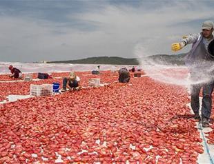 Turkey says it may need to take action against Russia’s tomato restrictions