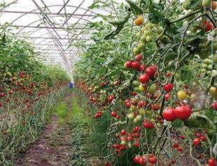 Belarus becomes top tomato importer from Turkey’s Antalya amid Russia ban