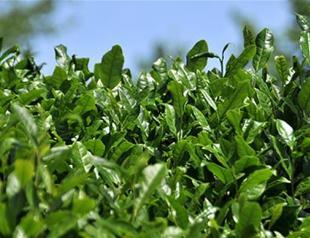 Turkey gifts tea plant to Pakistan