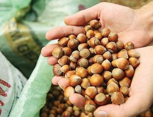 Turkey earns $1.9 bln through annual hazelnut exports