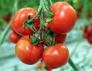 Russia ‘may partially resume tomato imports from Turkey in October’