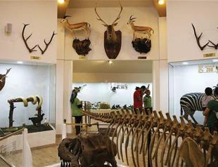 Stuffed animals draw interest