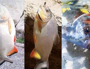 Piranhas seen in Turkish waters