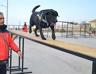 İzmir rescue dog Şans dies