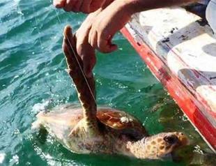 Caretta caretta rescued from buoy in Turkey’s Bodrum resort