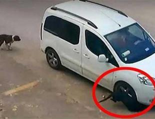 Driver who intentionally killed stray dog in hit-and-run in Turkey’s Antalya released after detention