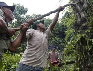 Indonesia palm oil plantations boost security to stop thieves