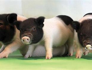 Pig organs created for human transplantations