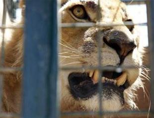 Animals from war-torn Syria evacuated to Jordan