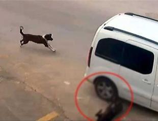 Driver fined 1,097 Turkish Liras for hitting and killing stray dog, license suspended