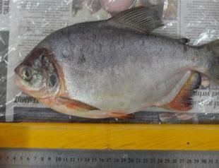 Fish caught in Sivas not piranha