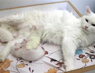 Van cat gives birth to three kittens through caesarian section
