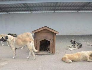 Stray dogs, cats enjoy classical music at Istanbul rehab center