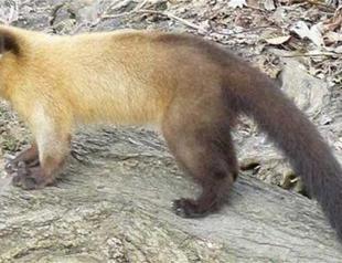 Istanbul’s marten population rises after hedgehog boom
