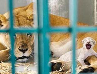 Evacuated lion from war-torn Syria to Turkey’s Bursa gives birth in Jordan