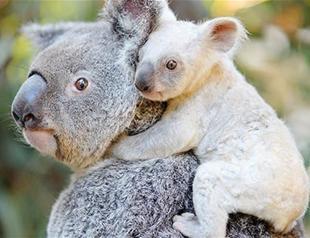 Rare white koala born at zoo