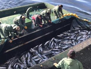 Turkish fishermen hear the call of the seas in Mauritania