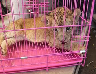 Two-month-old lion cub found inside car in Turkey’s southeast