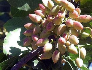 Early harvest, pricey pistachio