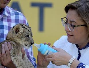 Gaziantep mayor visits saved lion cub, names him ‘Brave’