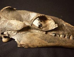 Ancient whales were predators not gentle giants